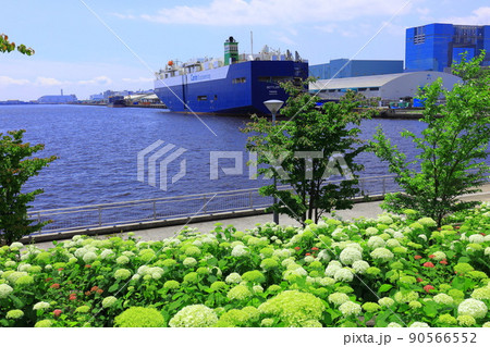 お台場水の広場公園　紫陽花と大観覧車 90566552