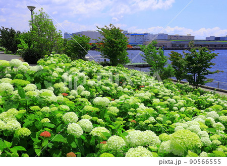 お台場水の広場公園 紫陽花と大観覧車 お台場水の広場公園 紫陽花と大観覧車 90566555