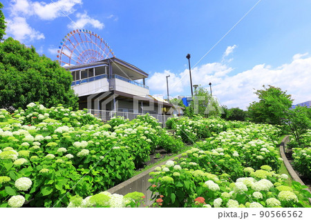 お台場水の広場公園　紫陽花と大観覧車 90566562