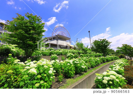 お台場水の広場公園 紫陽花と大観覧車 お台場水の広場公園 紫陽花と大観覧車 90566563