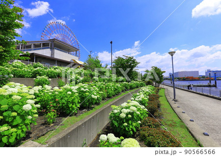 お台場水の広場公園 紫陽花と大観覧車 お台場水の広場公園 紫陽花と大観覧車 90566566