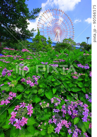 お台場水の広場公園　紫陽花と大観覧車 90566575