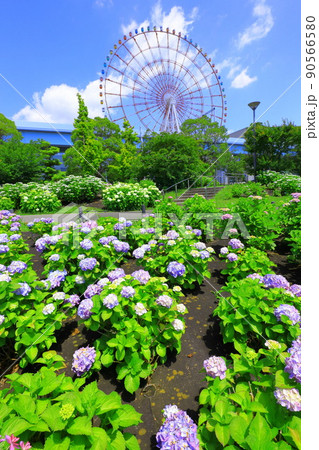 お台場水の広場公園　紫陽花と大観覧車 90566580