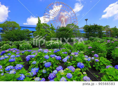 お台場水の広場公園 紫陽花と大観覧車 お台場水の広場公園 紫陽花と大観覧車 90566583