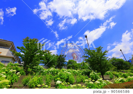 お台場水の広場公園　紫陽花と大観覧車 90566586