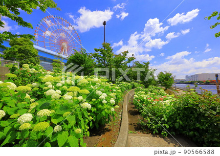 お台場水の広場公園　紫陽花と大観覧車 90566588