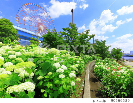お台場水の広場公園　紫陽花と大観覧車 90566589