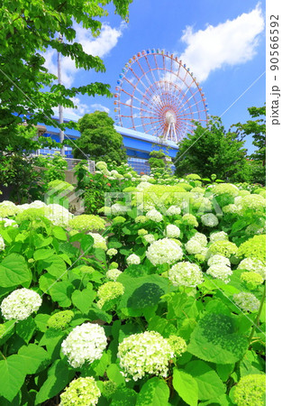 お台場水の広場公園　紫陽花と大観覧車 90566592