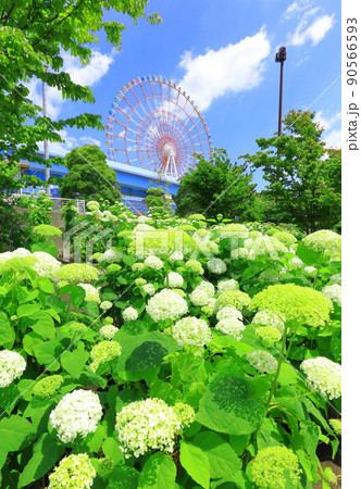 お台場水の広場公園 紫陽花と大観覧車 お台場水の広場公園 紫陽花と大観覧車 90566593