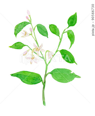 Citrus limon レモンの花の水彩イラスト 90566730