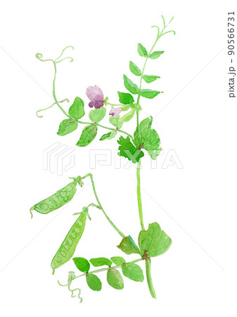 Pisum sativum えんどう豆の花の水彩イラスト 90566731