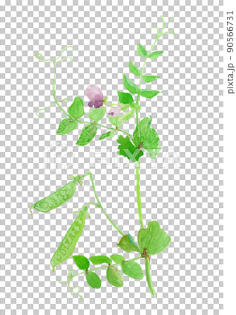 Pisum sativum watercolor illustration of peas flowers 90566731