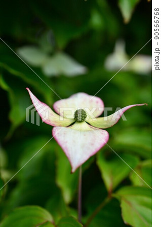 ヤマボウシ（山法師） 90566768