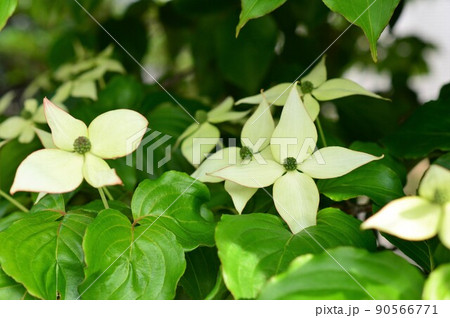 ヤマボウシ（山法師） 90566771