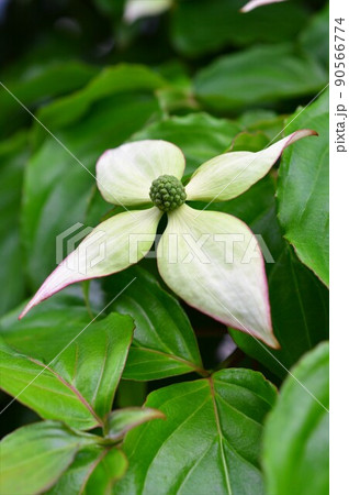 ヤマボウシ（山法師） 90566774