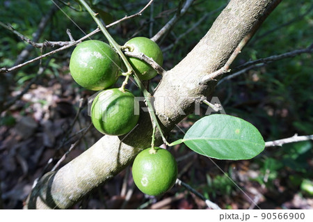 lemons on the tree lemons on the tree 90566900