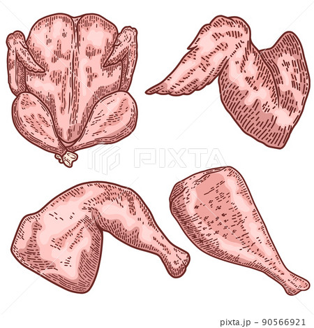 Illustration of cuts of chicken meat in engraving style. Chicken wings, legs. Design element for logo, label, emblem, sign. Vector illustration Illustration of cuts of chicken meat in engraving style. Chicken wings, legs. Design element for logo, label, emblem, sign. Vector illustration 90566921