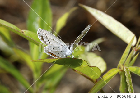 ツバメシジミ 90566943
