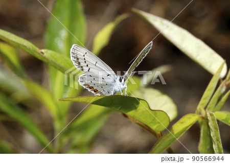 ツバメシジミ 90566944