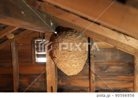 スズメバチの巣 屋根裏 スズメバチの巣 屋根裏 90566956