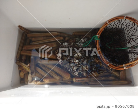 網とクーラーボックスのマテガイ（Razor Clams Collected in Net and C 90567009