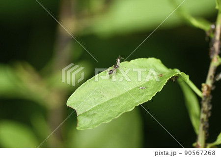 アリとアブラムシ 90567268