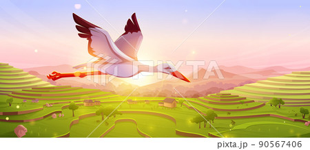 White stork flying in sky at sunset or sunrise 90567406