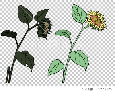 Illustration of wilted sunflowers and sunflowers that bloomed vigorously Illustration of wilted sunflowers and sunflowers that bloomed vigorously 90567460