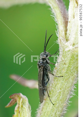 Closeup on an all dark black sawfly , Dolerus sitting in the vegetation in the garden Closeup on an all dark black sawfly , Dolerus sitting in the vegetation in the garden 90567532