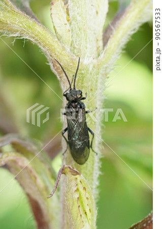 Closeup on an all dark black sawfly , Dolerus sitting in the vegetation in the garden Closeup on an all dark black sawfly , Dolerus sitting in the vegetation in the garden 90567533