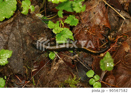 Closeup on a Dunn's lungless salamander, Plethodon dunni form the Columbia river gorge , on the forest soil 90567582