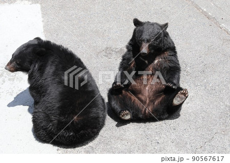 〔岐阜県高山市・奥飛騨クマ牧場・5月〕ツキノワグマ　餌をもらう受身体勢 90567617