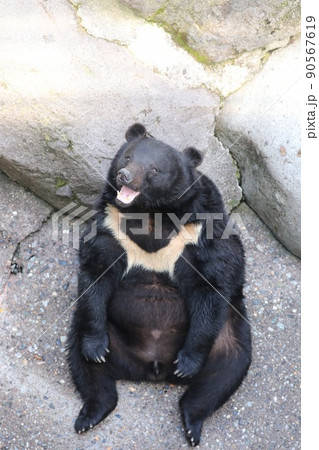 〔岐阜県高山市・奥飛騨クマ牧場・5月〕ツキノワグマ　ボケーッと食事を受け身姿勢 90567619