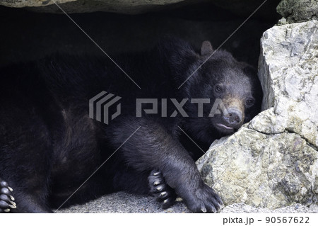 〔岐阜県高山市・奥飛騨クマ牧場・5月〕穴ぐらで眠るツキノワグマ 90567622