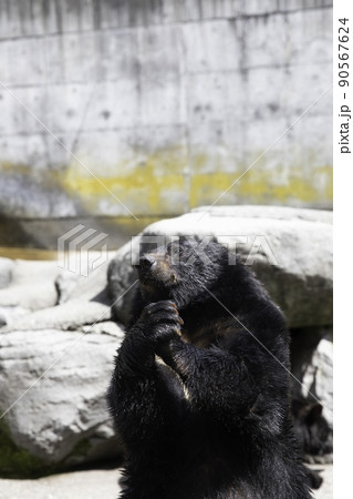 岐阜県高山市・奥飛騨クマ牧場・5月〕ツキノワグマ 「これが恋かしら？」の写真素材 [90567624] - PIXTA