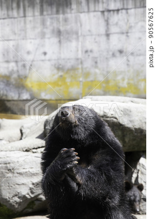 〔岐阜県高山市・奥飛騨クマ牧場・5月〕ツキノワグマ　溢れる想い 90567625
