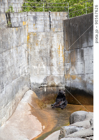 〔岐阜県高山市・奥飛騨クマ牧場・5月〕行水をするツキノワグマ 90567626
