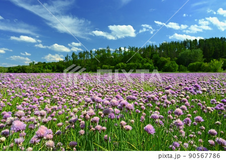 Landscape with purple chives flowers. Summer sunny day with sun, blue sky and colorful nature background. Landscape with purple chives flowers. Summer sunny day with sun, blue sky and colorful nature background. 90567786