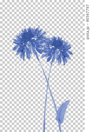 Two calendula gold flowers Calendula Royal Copenhagen style [Hand-painted watercolor] White background Transparent background 90567797