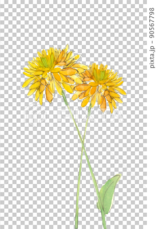 兩朵金盞花金盞花【手繪水彩】白底透明背景 90567798