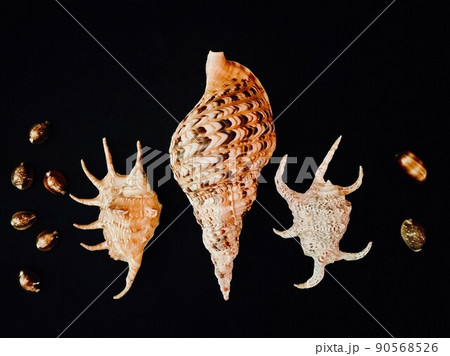 ホラガイを中心とした様々な貝たち 90568526