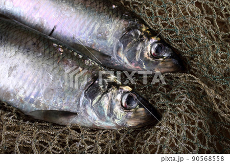 Herring on net 90568558
