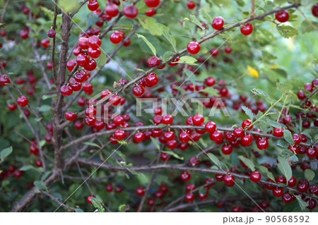 Growing Nanking cherry 90568592