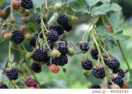 Growing blackberries Growing blackberries 90568593