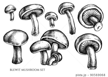 Vector set of hand drawn black and white blewit 90569068