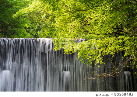 清流に流れる初夏の青紅葉が美しい新緑と滝の風景 清流に流れる初夏の青紅葉が美しい新緑と滝の風景 90569492