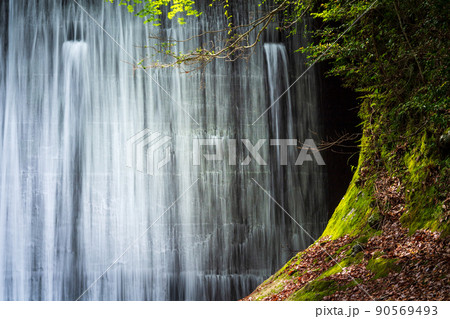 清流に流れる初夏の青紅葉が美しい新緑と滝の風景 清流に流れる初夏の青紅葉が美しい新緑と滝の風景 90569493