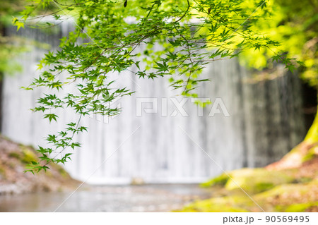 清流に流れる初夏の青紅葉が美しい新緑と滝の風景 90569495