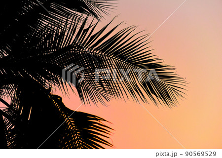 Silhouette of palm tree with sunset sky Silhouette of palm tree with sunset sky 90569529