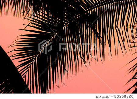 Silhouette of palm tree with sunset sky 90569530